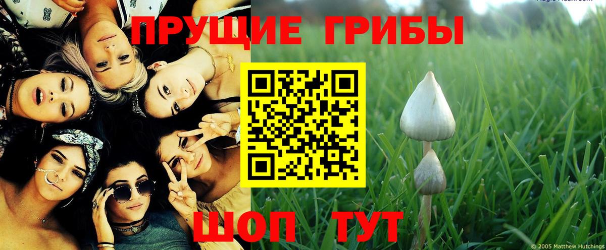 Галлюциногенные грибы Psilocybine cubensis  Вход с VPN  Шарыпово  Псилоцибиновые грибы прущие грибы 